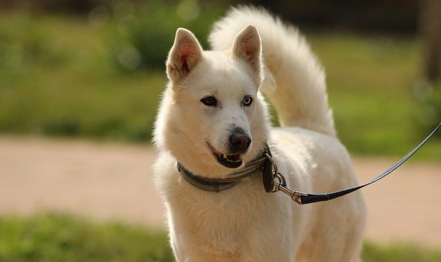 Huskymischling