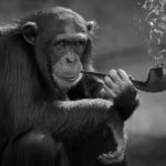 Affe der Raucht
